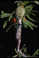 Image of lady beetles