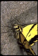 Papilio multicaudata Kirby 1884 resmi