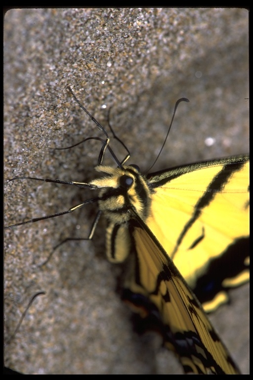 Image of Two-tailed Swallowtail