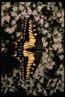 Sivun Papilio zelicaon Lucas 1852 kuva