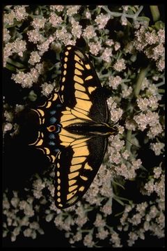 Image of Anise Swallowtail