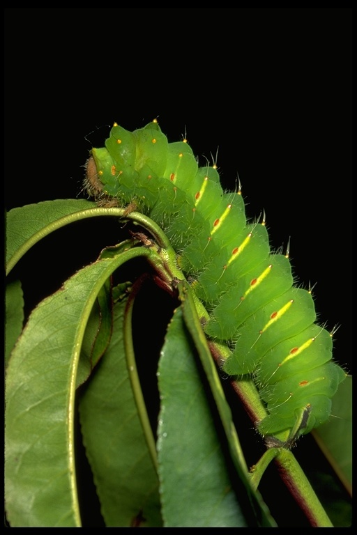 Image of Polyphemus Moth