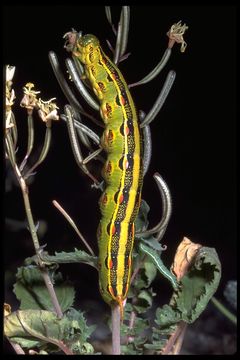 Image of White-lined Sphinx