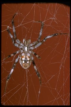 Image of orb weavers