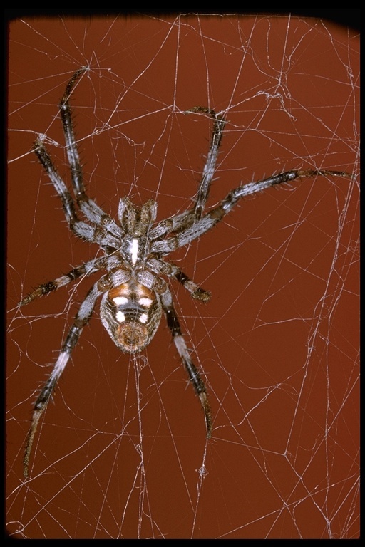 Image of orb weavers