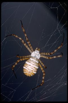 Image of Banded Argiope