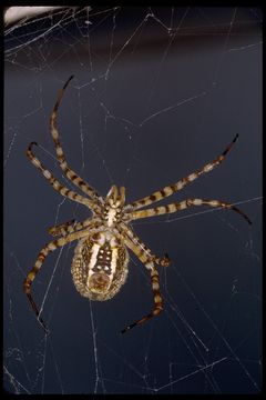 Image of Banded Argiope