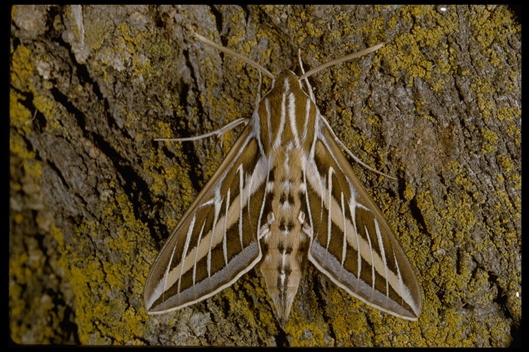 Image of White-lined Sphinx