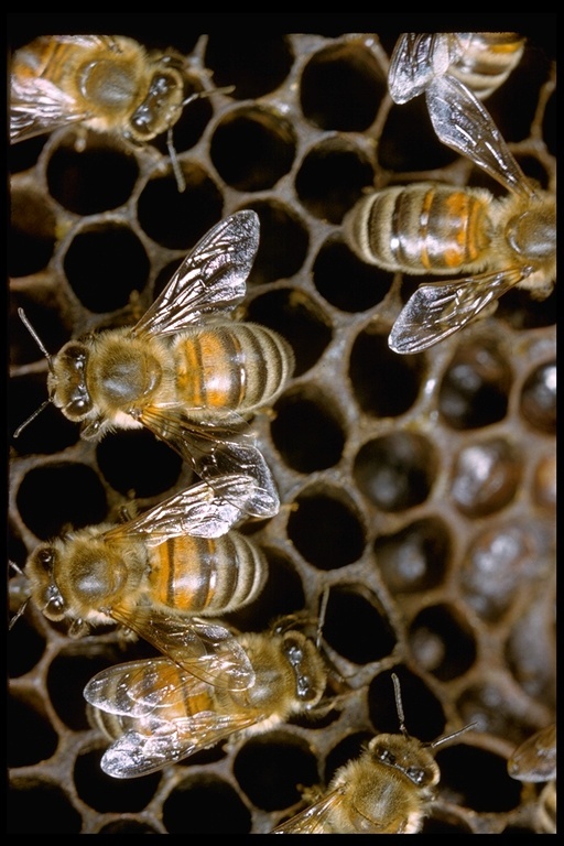 Image of Honey bee