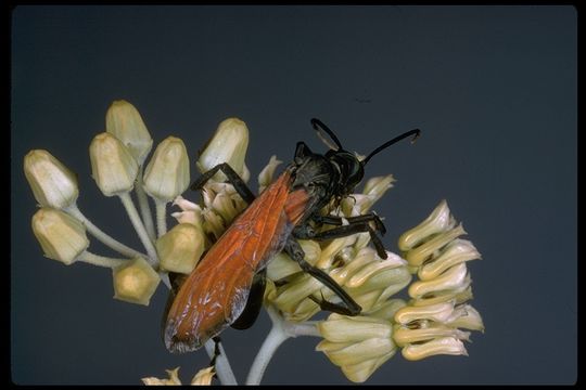 Image of Tarantula Hawk