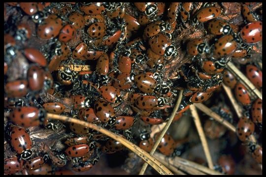 Image of Convergent Lady Beetle