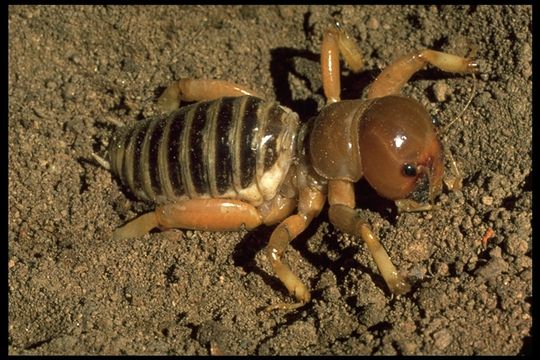 Image of Dark Jerusalem Cricket