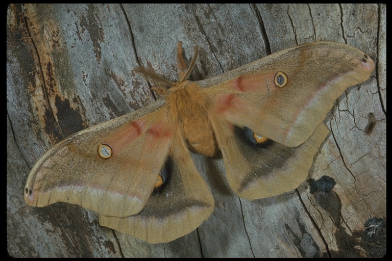 Image of Polyphemus Moth