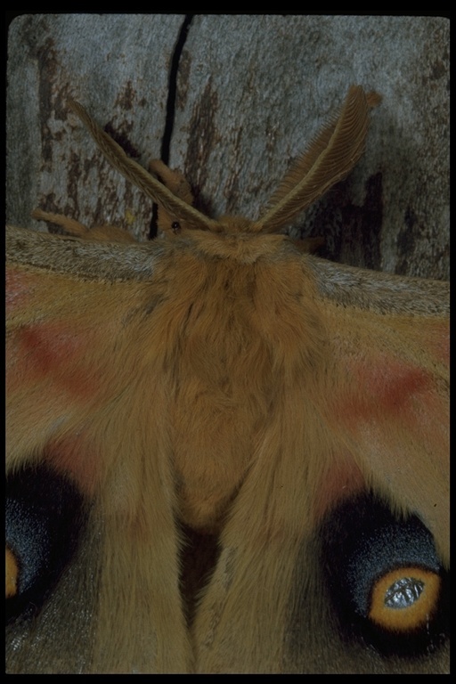 Image of Polyphemus Moth