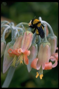 Image of Sonoran Bumble Bee