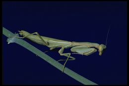 Image of Carolina Mantis