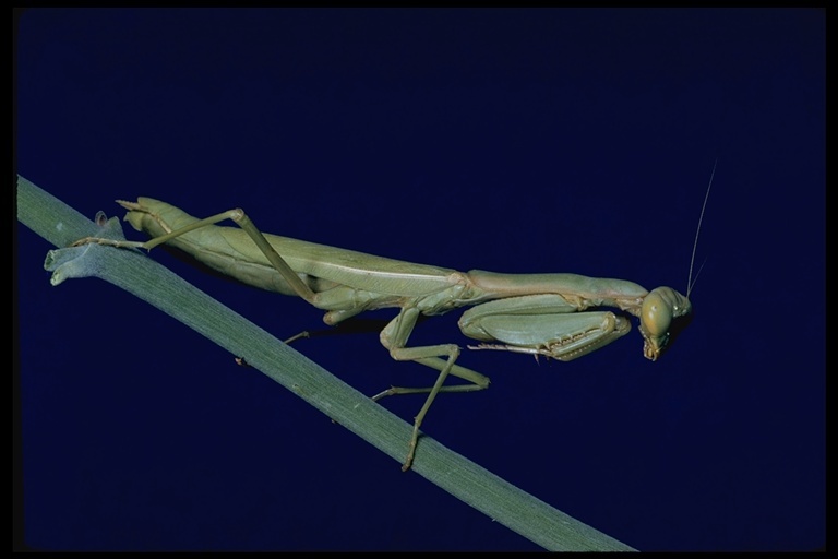 Image of Carolina Mantis