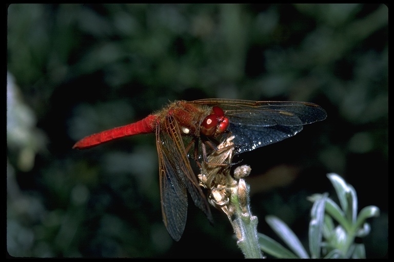 Image of Cardinal Meadowhawk