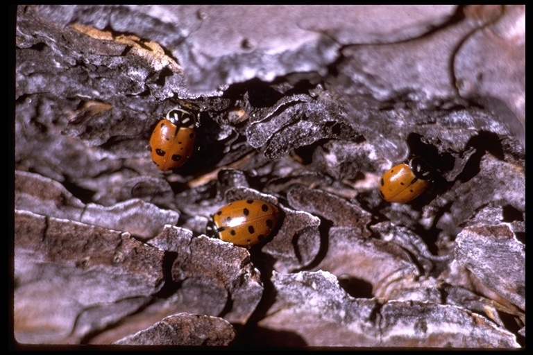 Image of Convergent Lady Beetle