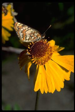 Image of Hoffmann's Checkerspot