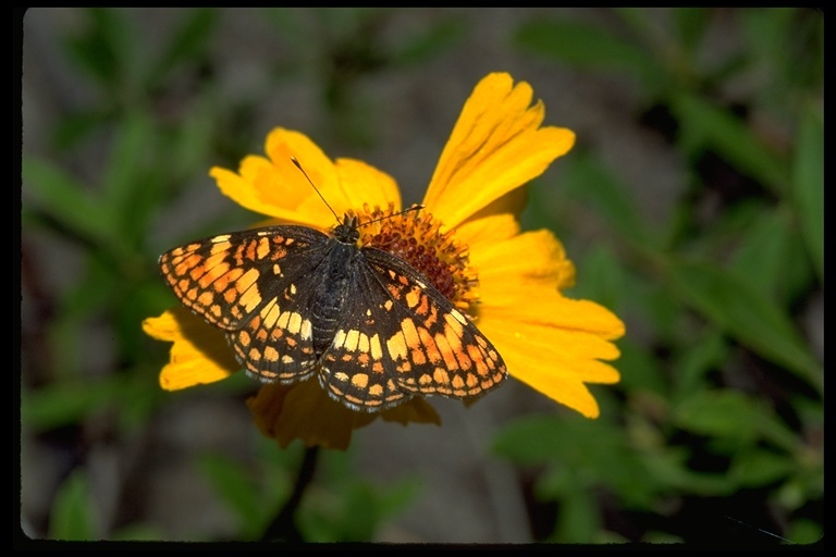 Image of Hoffmann's Checkerspot