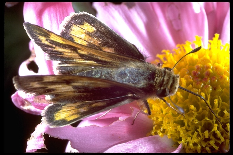 Image of Fiery Skipper