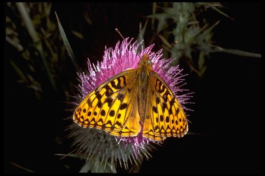 Image de Speyeria zerene Boisduval 1852