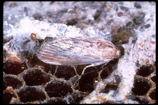 Image of wax moth