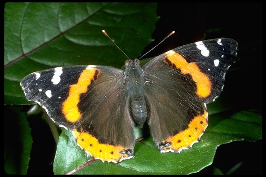 Imagem de Vanessa atalanta Linnaeus 1758