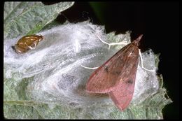 Image of Genista Broom Moth