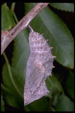 Image of Camberwell beauty