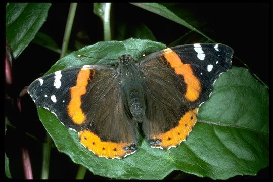 Image of Red Admiral