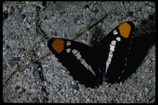 Image of Sister butterfly