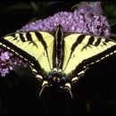 Image of Papilio rutulus Lucas 1852