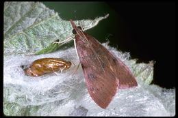 Image of Genista Broom Moth