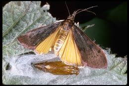Image of Genista Broom Moth