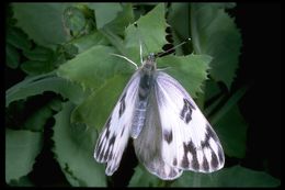 Image of Checkered White