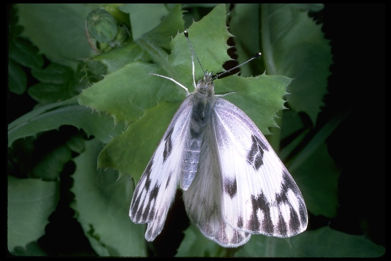 Image of Checkered White