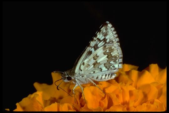 Image of Common Checkered Skipper