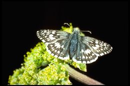 Image of Common Checkered Skipper