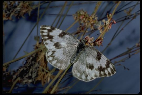 Image of Western White