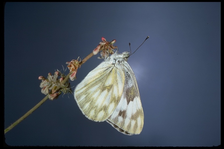 صورة Pontia occidentalis (Reakirt 1866)