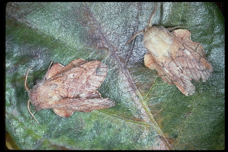 Image de Phyllodesma coturnix De Lajonquière 1968