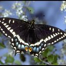 Image of Indra Swallowtail
