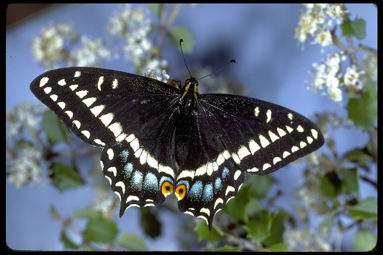 Image of <i>Papilio indra</i> ssp. <i>shastensis</i> J. Emmel & T. Emmel ex T. Emmel 1998