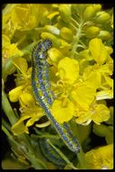 Image of Checkered White