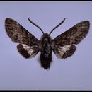 Image of Kern primrose sphinx moth