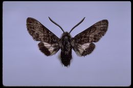 Image of Kern primrose sphinx moth