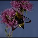 Image de Hemaris diffinis (Boisduval 1836)