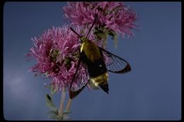 Image de Hemaris diffinis (Boisduval 1836)